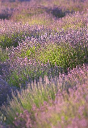 tsmith_080708_0210_2K